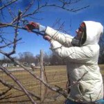 pruning peach trees at cropsey