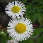 Daisy fleabane