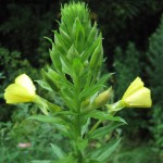 Evening primrose flowers