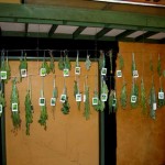 Hanging herbs with plant id card