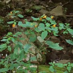 Jewelweed