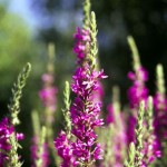 Purple Loosestrife