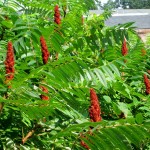 Sumac fruits