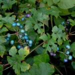 Porcelain berries