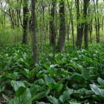 skunk cabbage