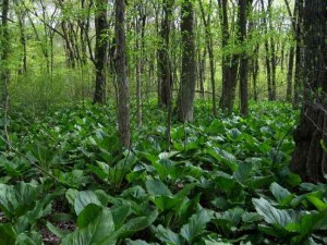 A_Skunk Cabbage