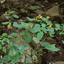 Quick Tip: Video: The Magic of Jewelweed