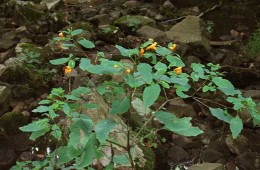 Quick Tip: Video: The Magic of Jewelweed