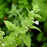 Lemon Balm