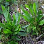 English Plantain