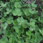 Red clover