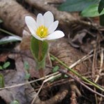 Bloodroot (Sanguinaria canadensis)