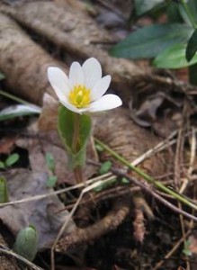 Bloodroot (Sanguinaria canadensis)