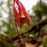 Columbine (Aquilegia canadensis)