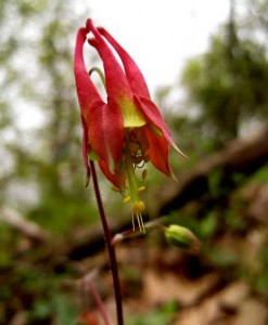 Columbine (Aquilegia canadensis)