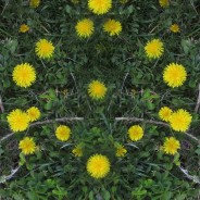 Plant Families: Dandelion