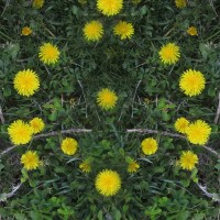 Plant Families: Dandelion