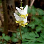 Dutchman's breeches Dicentra cucullaria