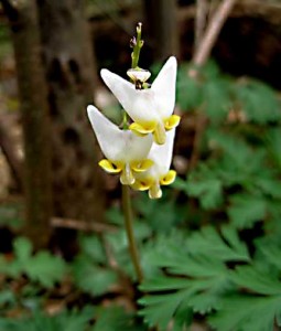 Dutchman's breeches (Dicentra cucullaria)