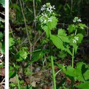 Quick tip: Video: Making Garlic Mustard Chips