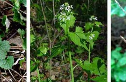 Quick tip: Video: Making Garlic Mustard Chips