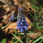 Grape hyacinth (Muscari spp)