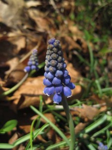 Grape hyacinth (Muscari spp)