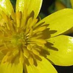 Lesser celendine