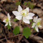 Rue anemone (Thalictrum thalictroides)