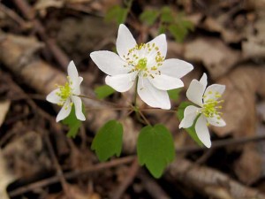 Rue anemone (Thalictrum thalictroides)