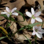 Spring Beauties (Claytonia virginica)