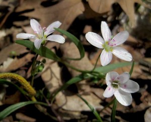 Spring Beauties (Claytonia virginica)