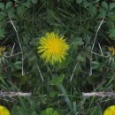 The Spring, Summer and Fall of a Dandelion