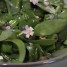 Recipe: Video: Wilted Ramp Salad