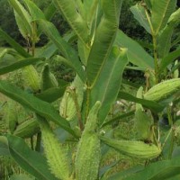 Blog: Milkweed: This week’s seasonal edible plant