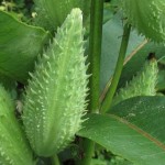 Milkweed pods