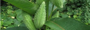 Milkweed pods