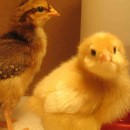 Blog: How to Raise Backyard Chickens in a Mobile Chicken Coop