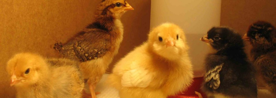 Blog: How to Raise Backyard Chickens in a Mobile Chicken Coop