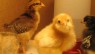 Blog: How to Raise Backyard Chickens in a Mobile Chicken Coop