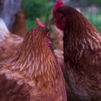 Blog: What’s Up? Chicken Butt!! Meet our Free Range Backyard Chickens!