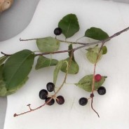 This Season’s Wild Edible Plant: Black Cherries