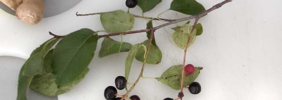 This Season’s Wild Edible Plant: Black Cherries