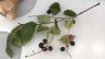 This Season’s Wild Edible Plant: Black Cherries