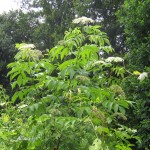 Elderberry bush