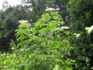 Elderberry bush