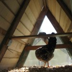 chicken in her coop