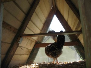 chicken in her coop