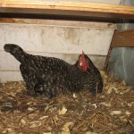 chicken sitting comfortably in chicken ark