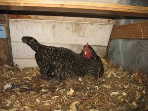 chicken sitting comfortably in chicken ark